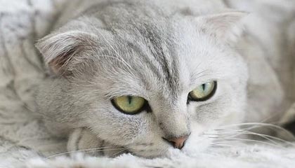 开云·体育官方网站入口-战队战术创新助力夺冠，创新战队名字